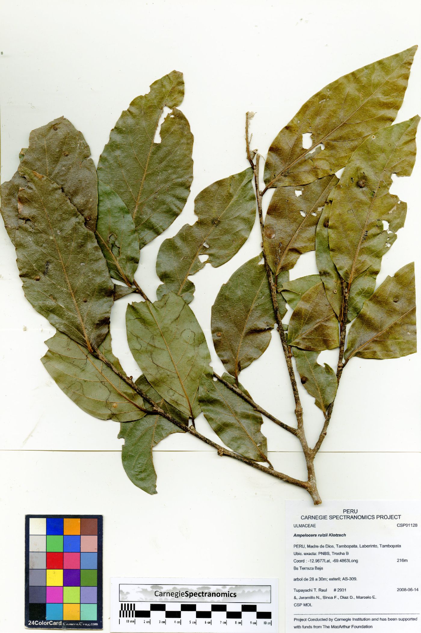 Ampelocera ruizii image
