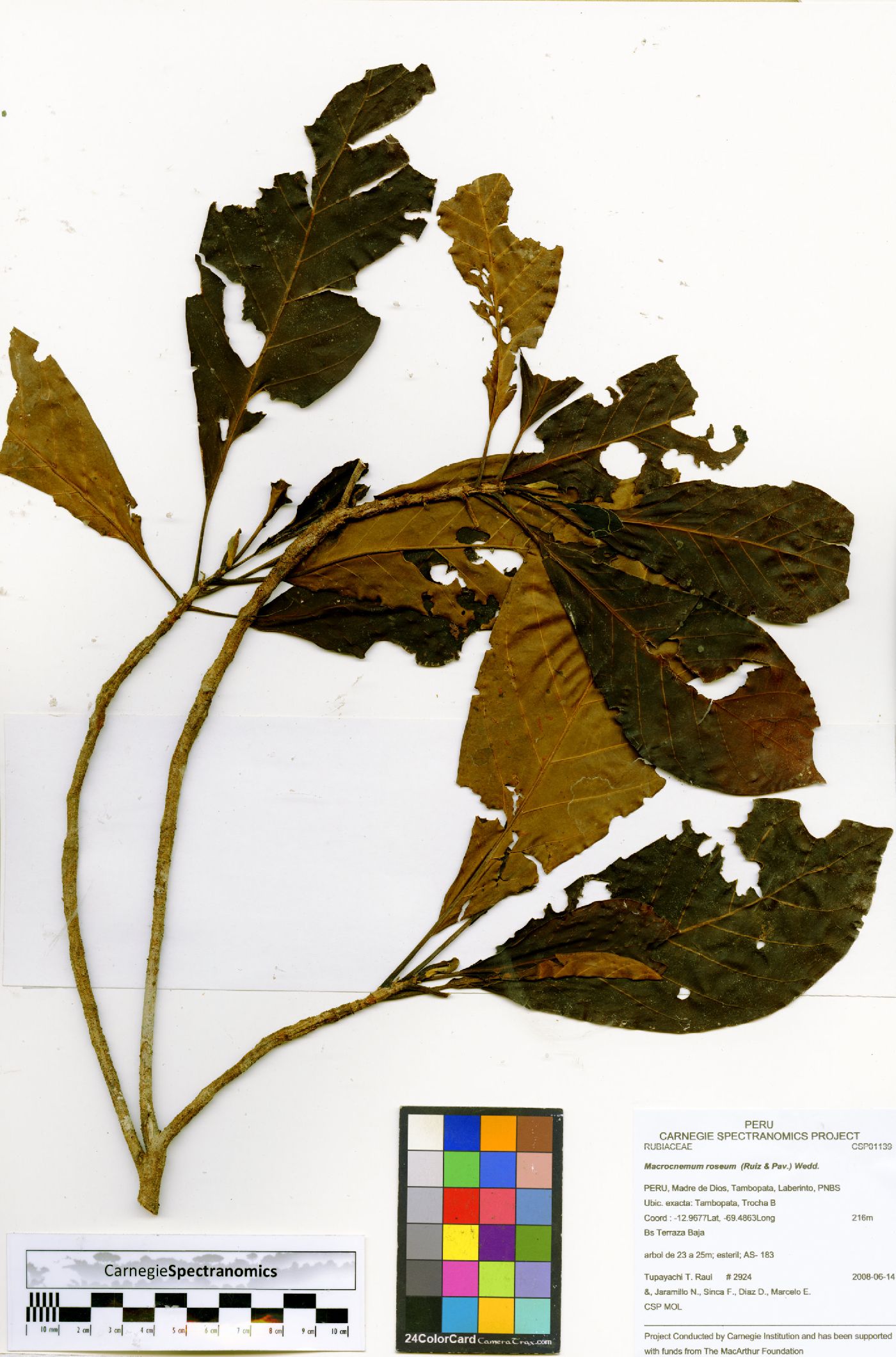Macrocnemum roseum image