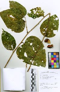 Byttneria catalpifolia image