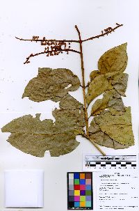 Combretum assimile image