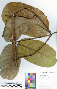 Image of Salacia caloneura