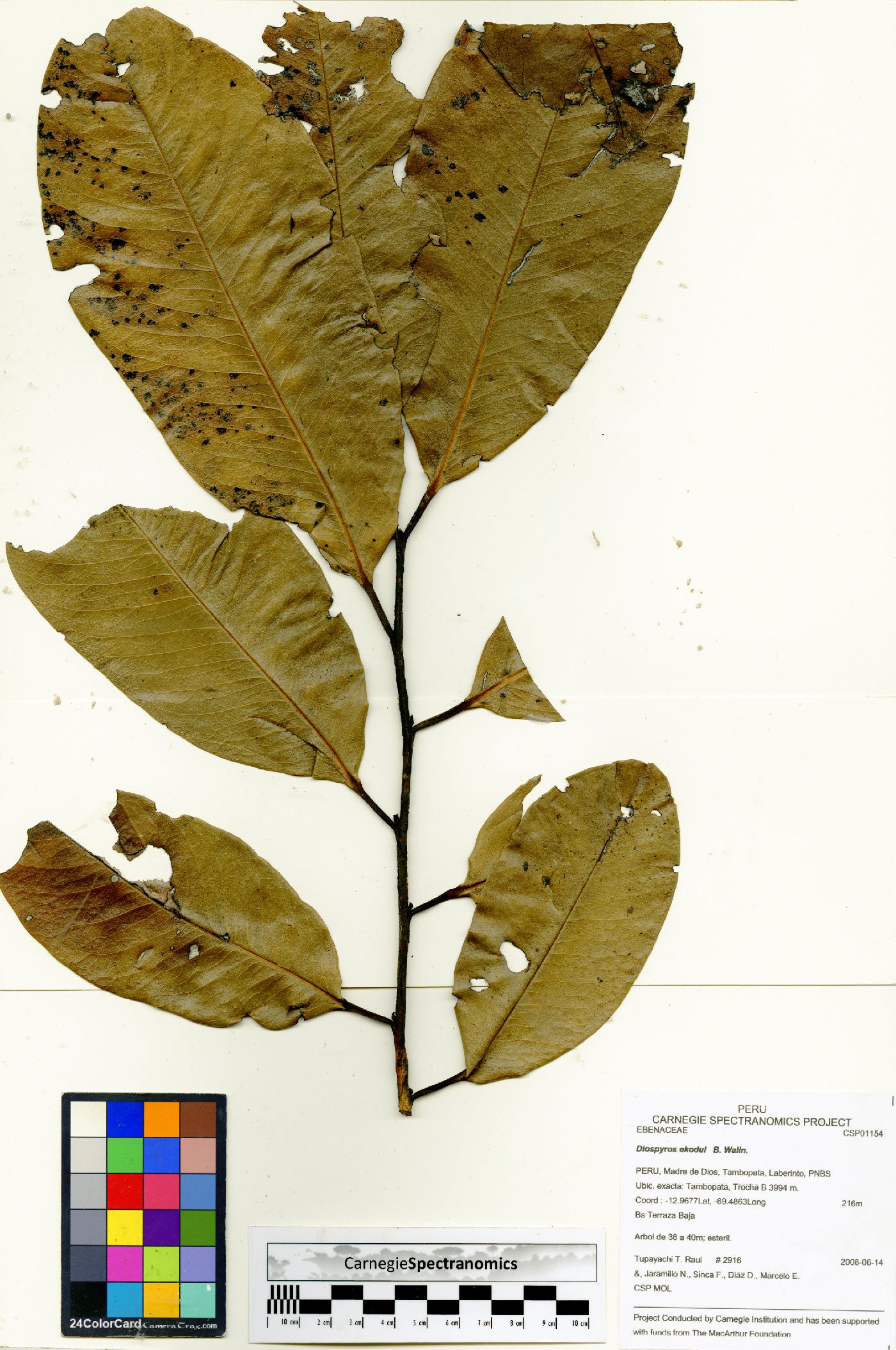 Diospyros ekodul image