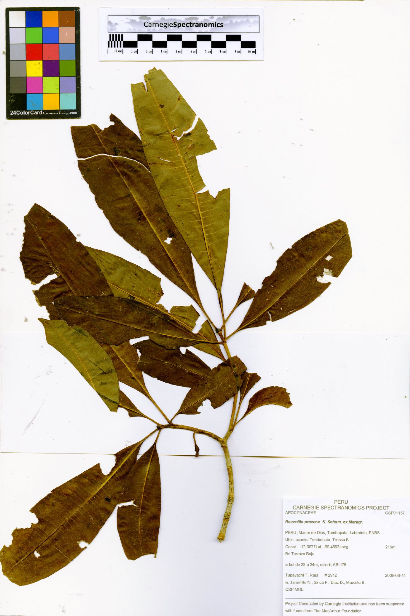 Rauvolfia praecox image