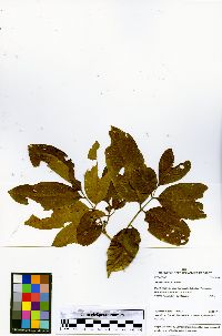 Swartzia jorori image