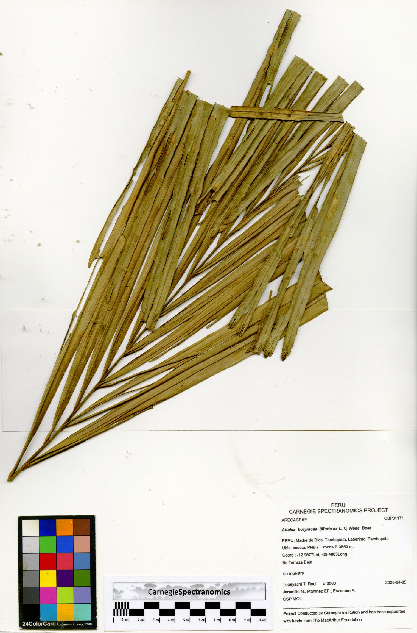 Attalea butyracea image