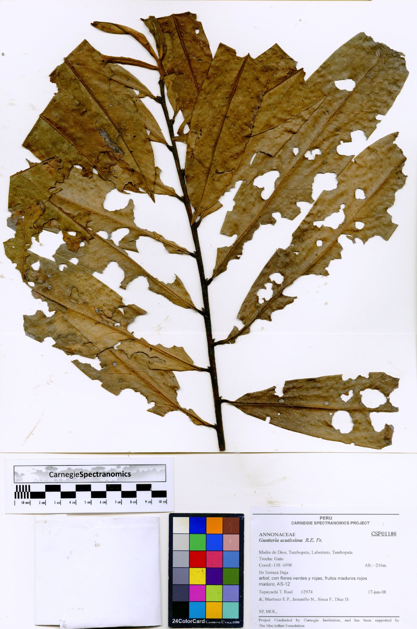 Guatteria acutissima image