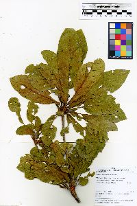 Terminalia corrugata image