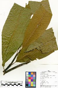 Triplaris poeppigiana image
