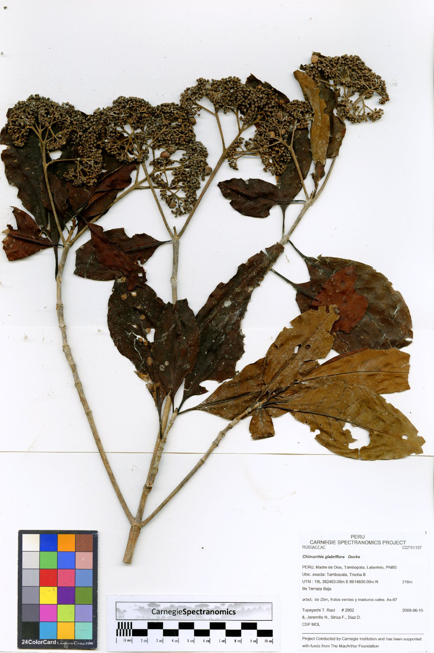 Chimarrhis glabriflora image