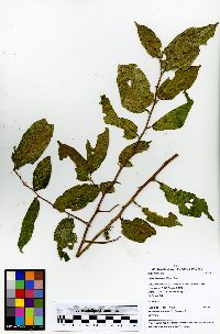 Celtis iguanaea image