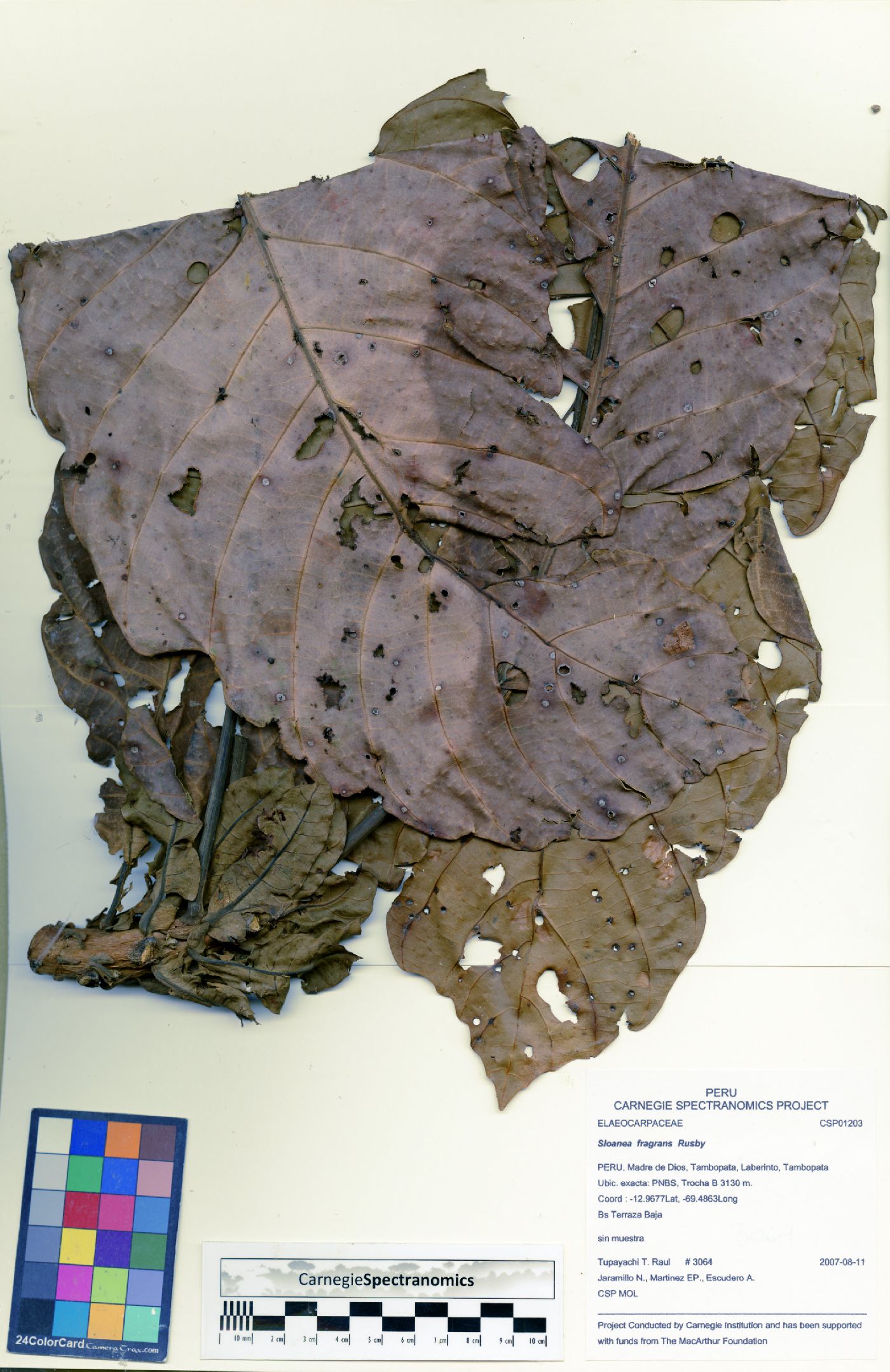 Sloanea fragrans image