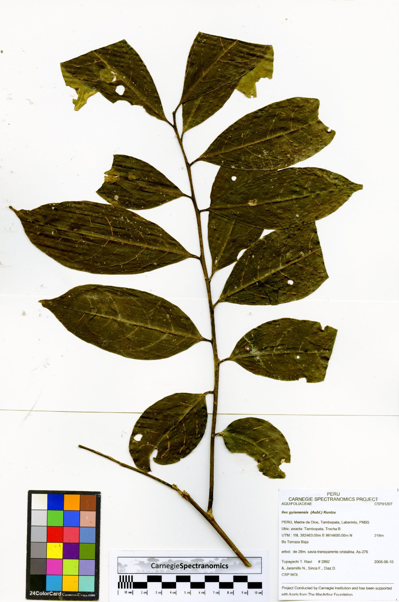 Ilex acutidenticulata image