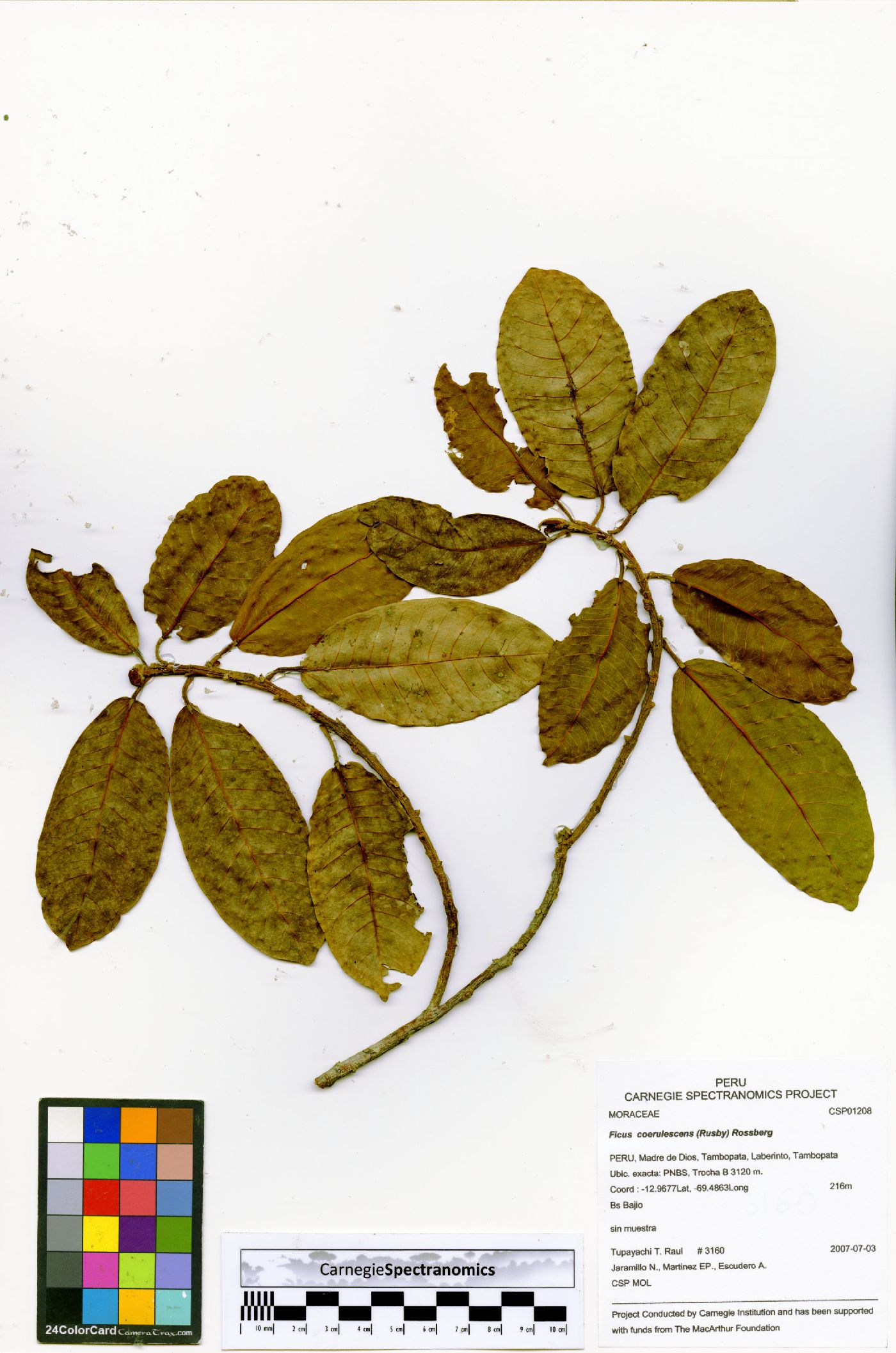 Ficus coerulescens image