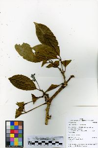 Guapira myrtiflora image