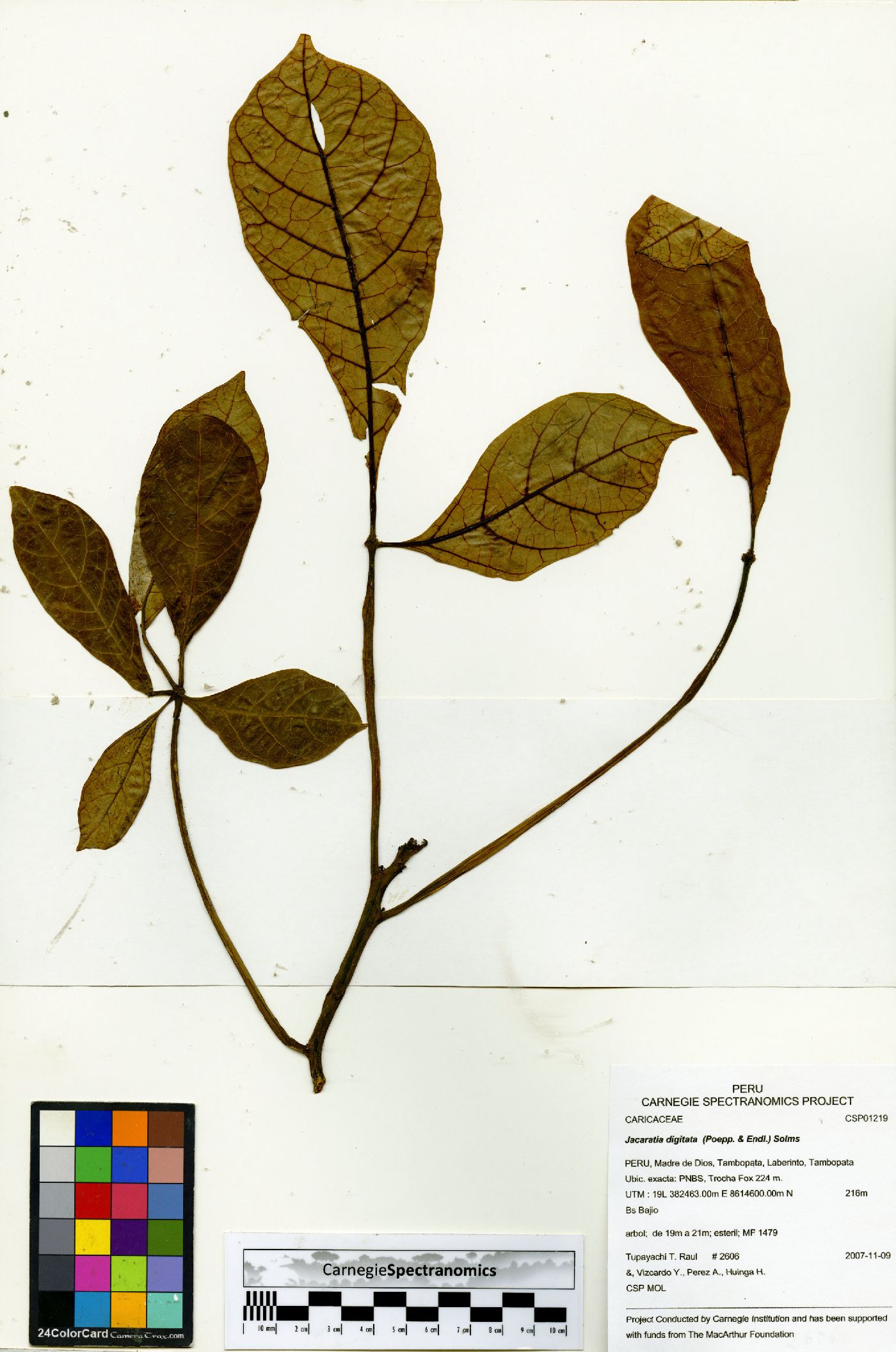 Jacaratia digitata image