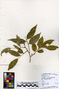 Myroxylon balsamum image