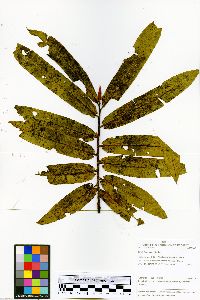 Virola flexuosa image