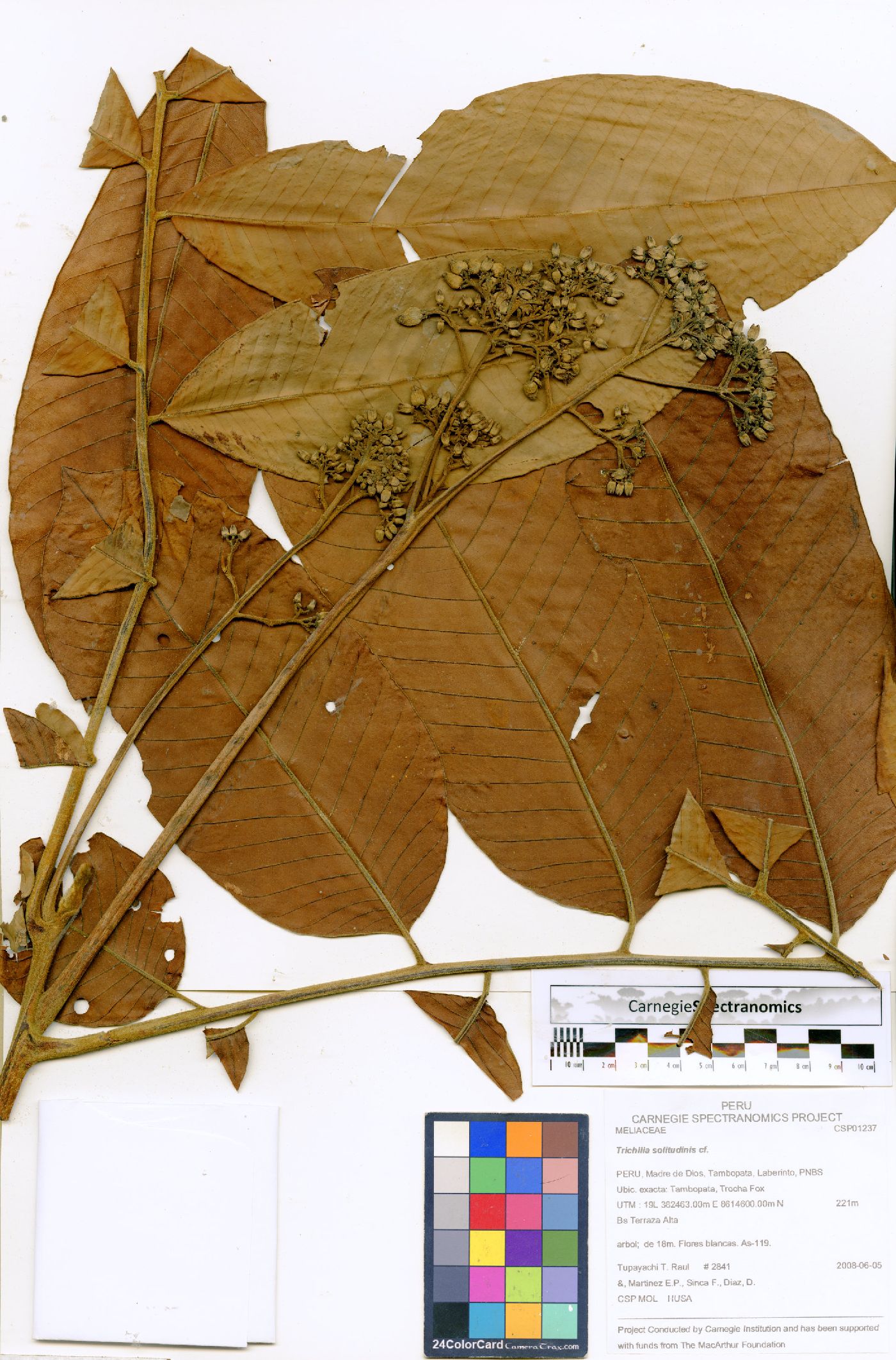 Trichilia solitudinis image