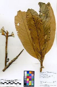 Pleurothyrium poeppigii image