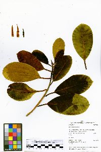 Ficus krukovii image