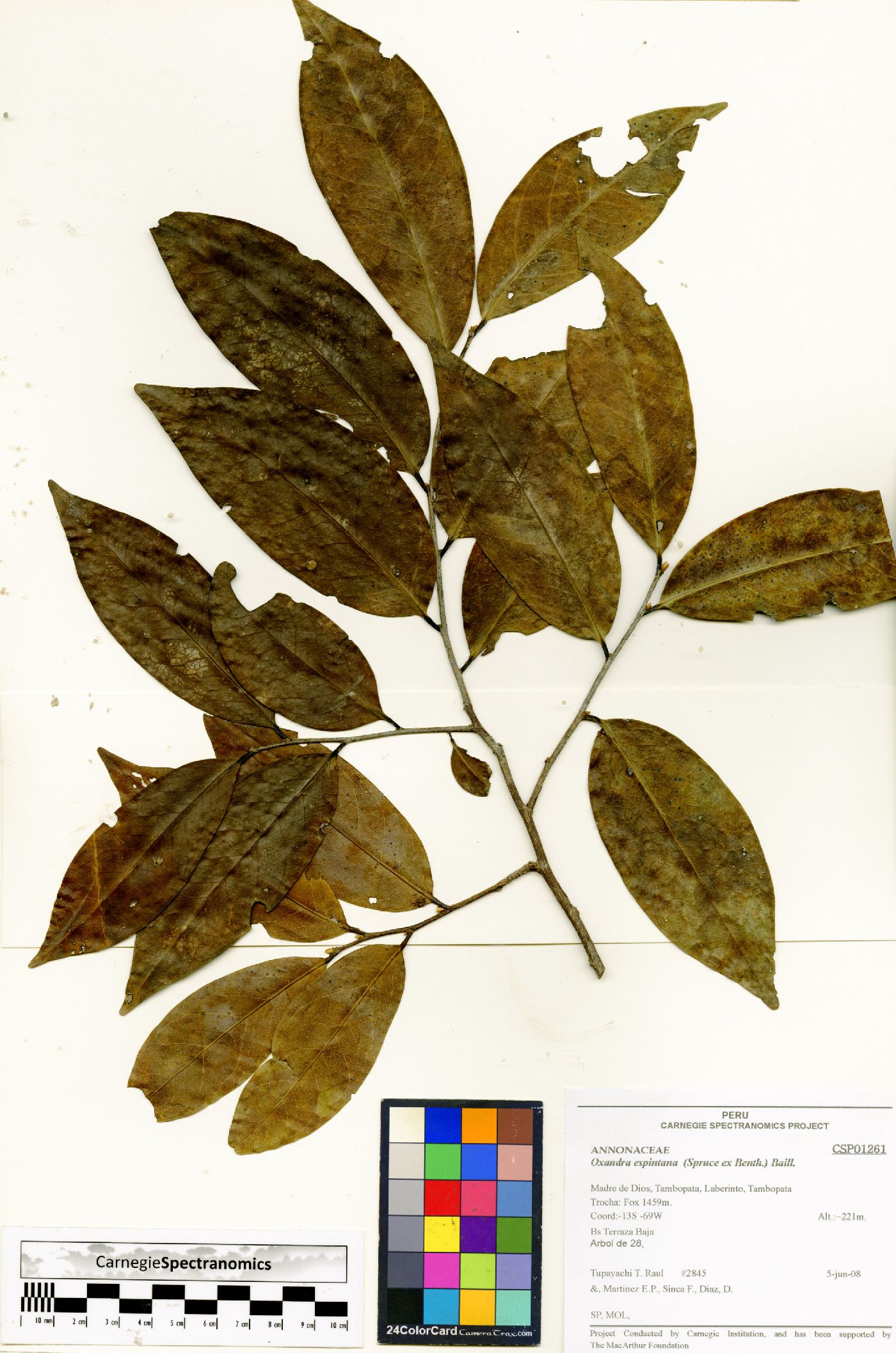 Oxandra espintana image