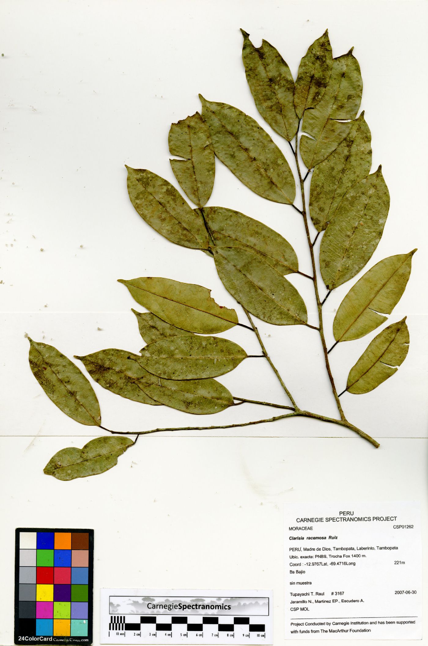 Clarisia image