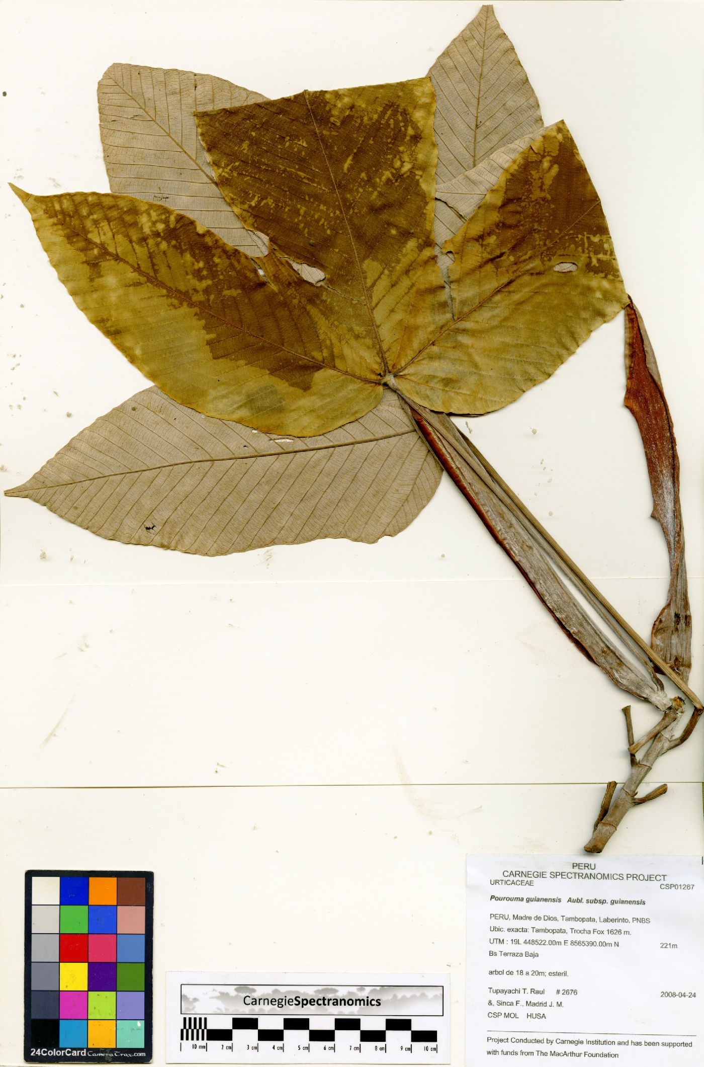 Pourouma guianensis subsp. guianensis image