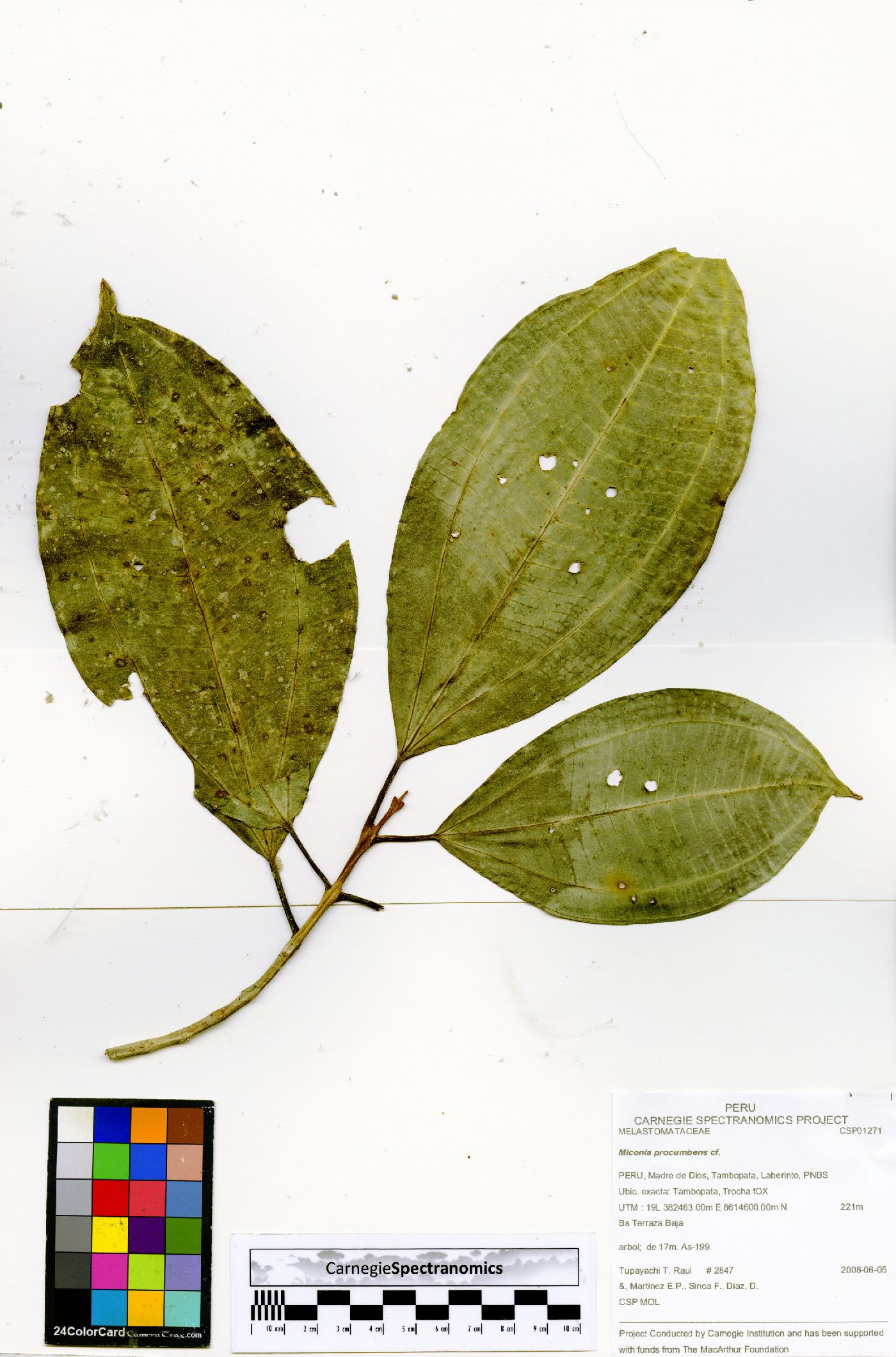 Miconia procumbens image