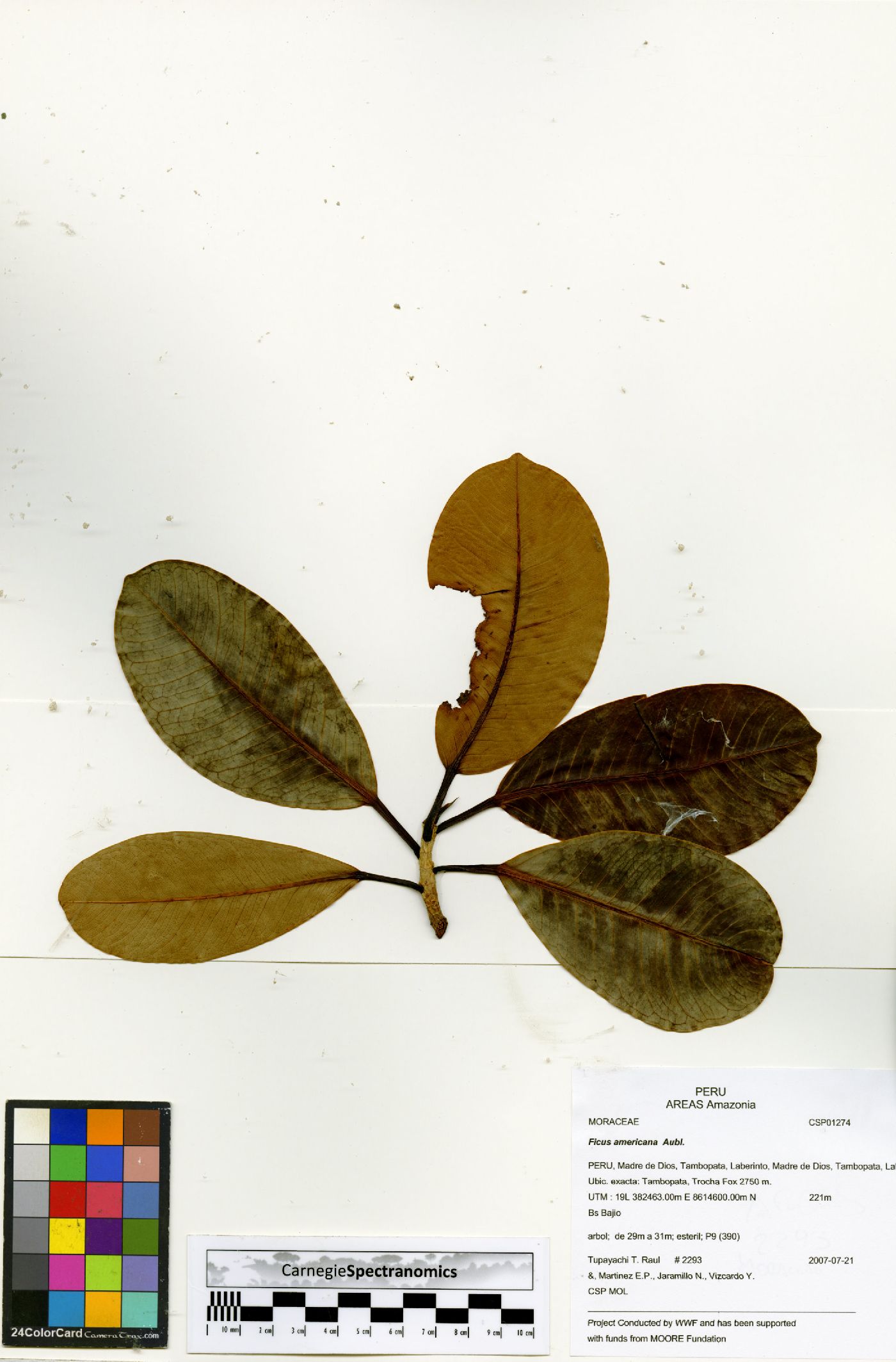 Ficus americana image