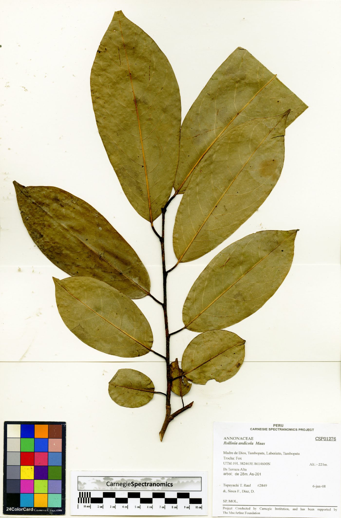 Annona andicola image