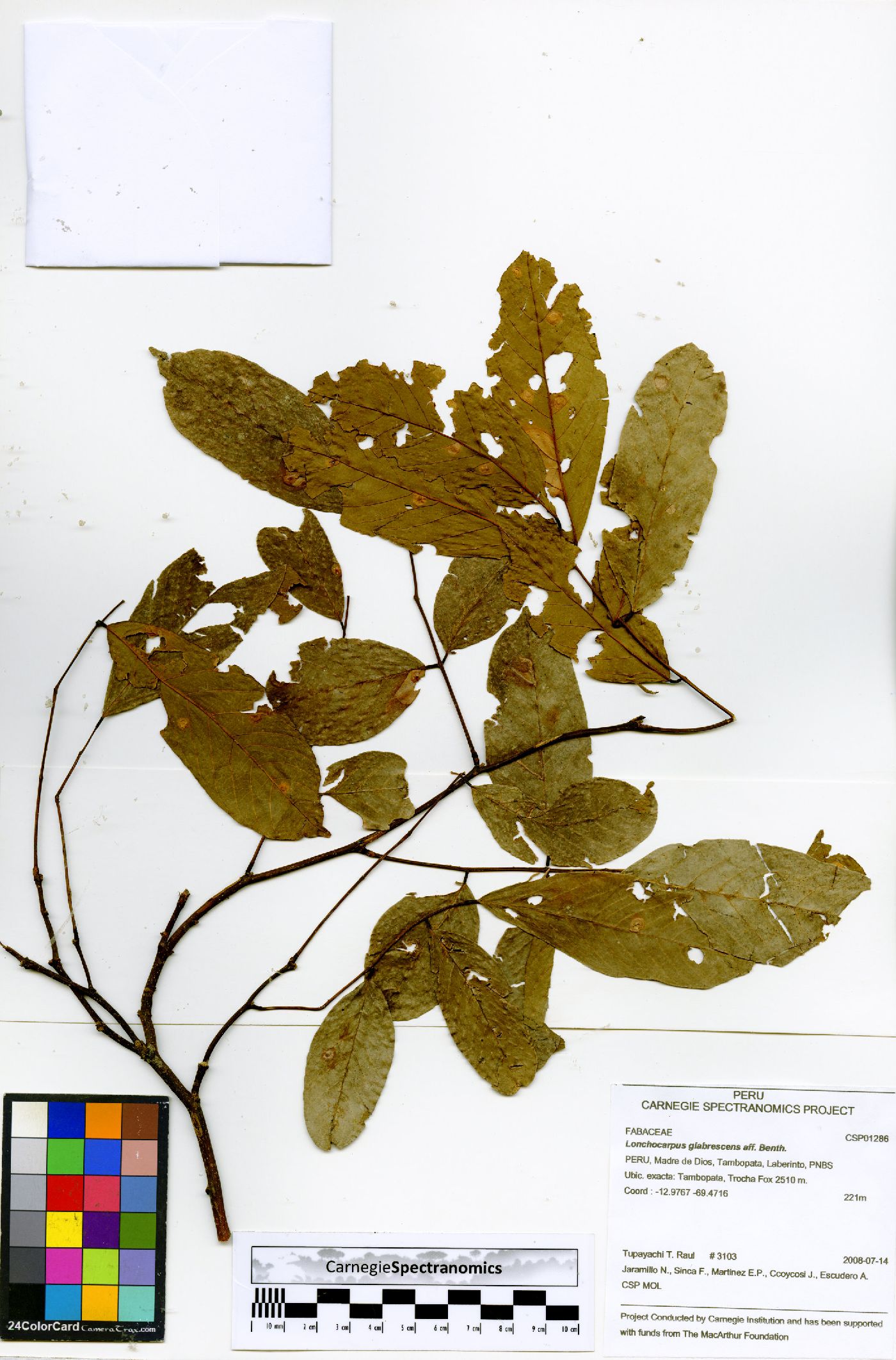 Lonchocarpus guillemineanus image