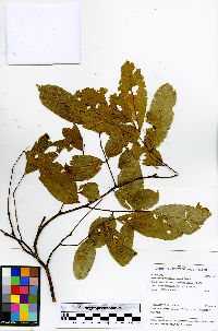 Lonchocarpus guillemineanus image