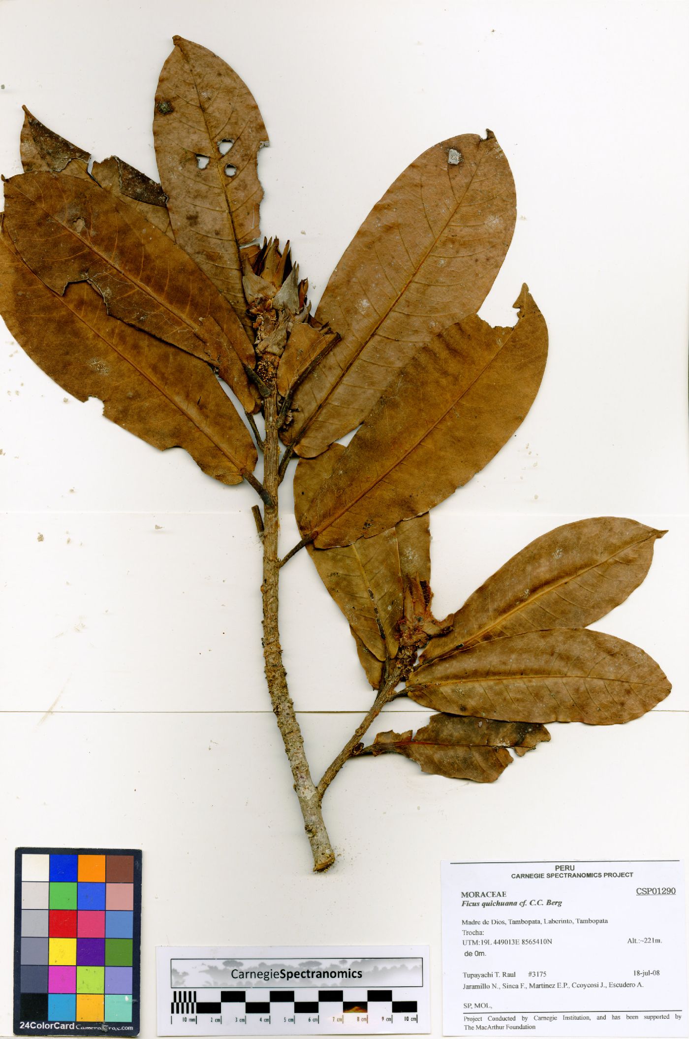 Ficus quichuana image