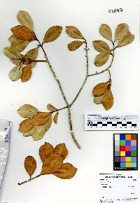 Psidium cattleyanum image