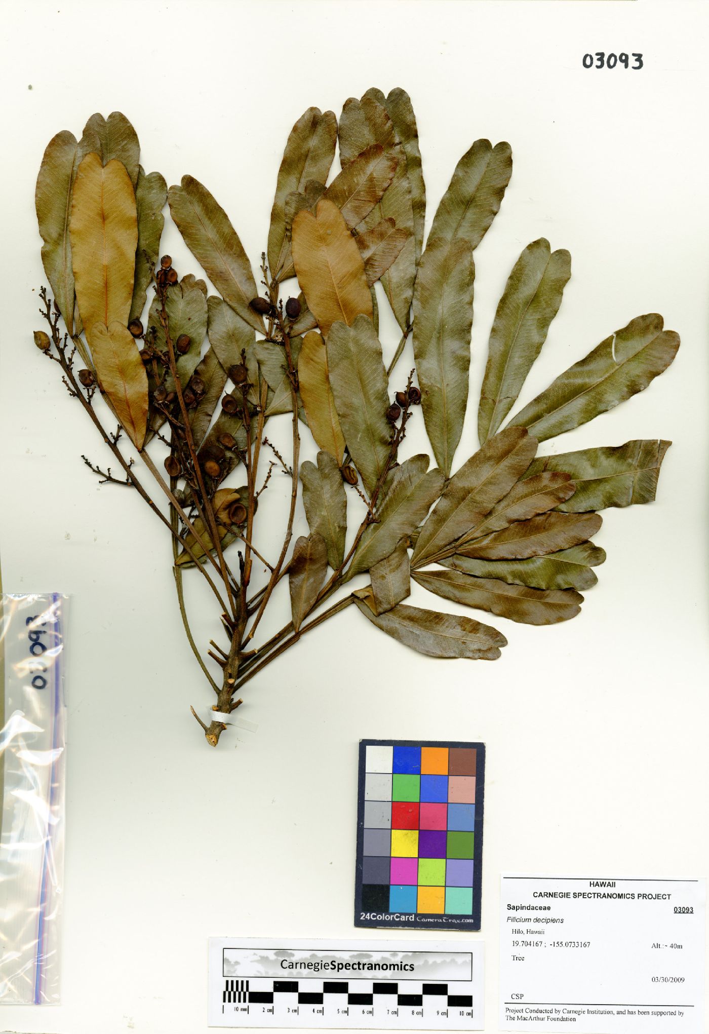 Filicium decipiens image