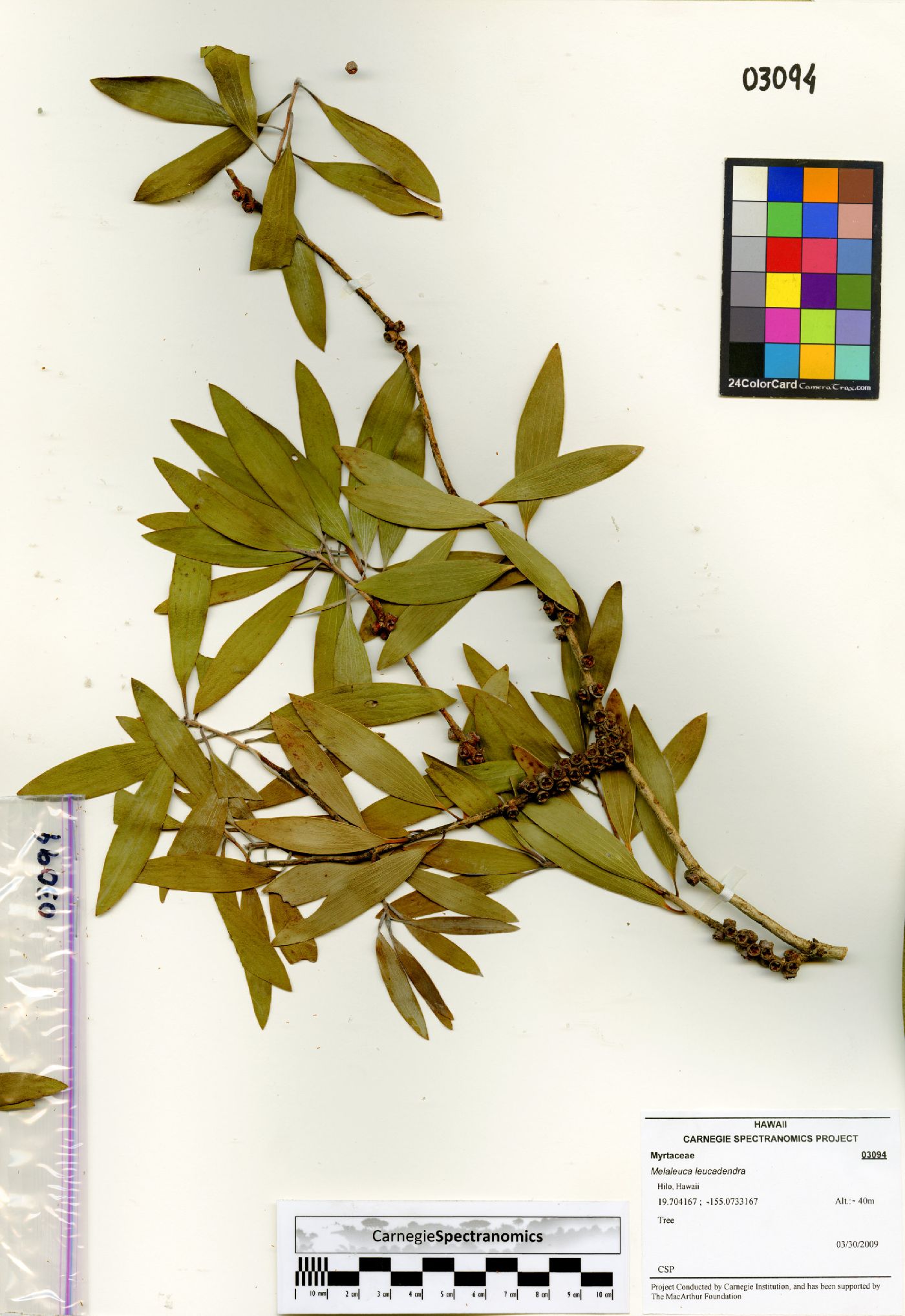 Melaleuca quinquenervia image