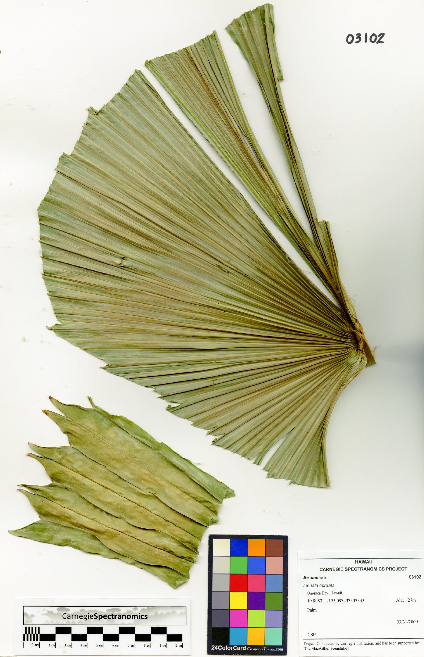 Licuala cordata image