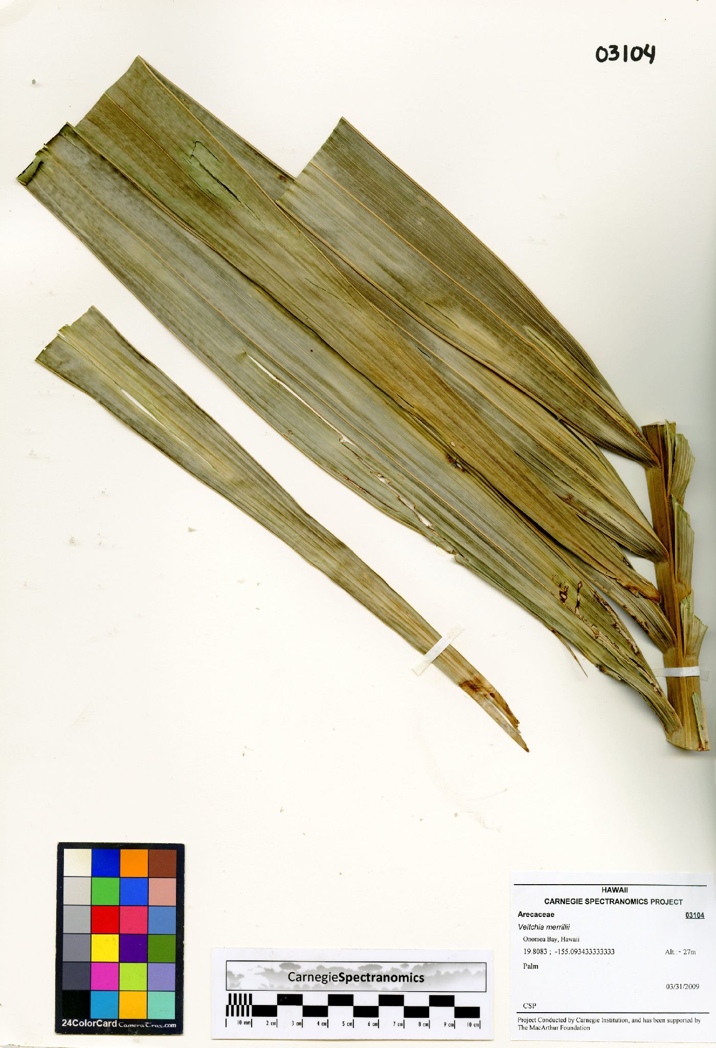Adonidia merrillii image