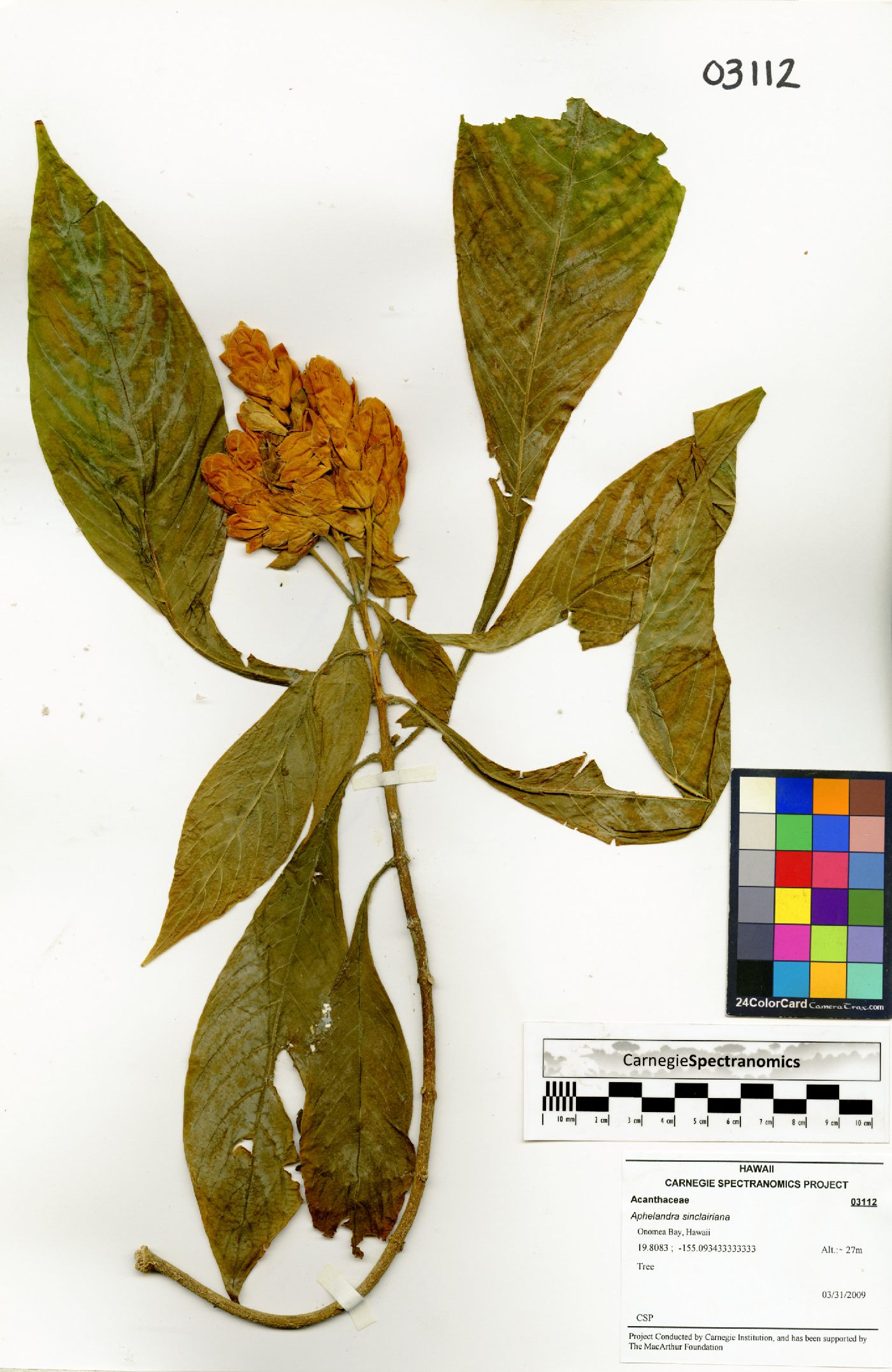 Aphelandra sinclairiana image