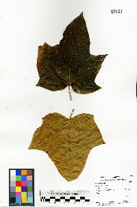 Aleurites moluccana image