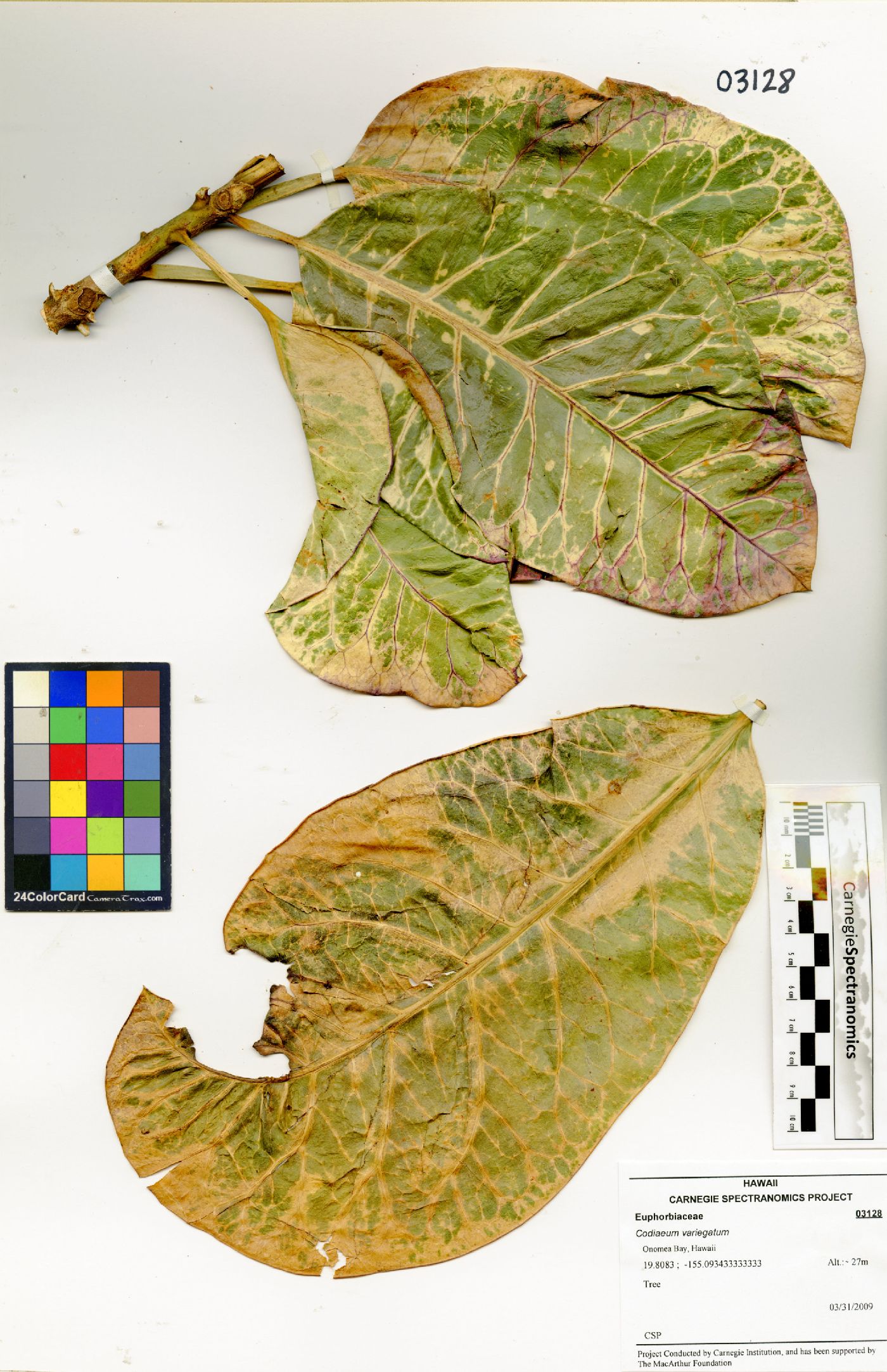 Codiaeum variegatum image