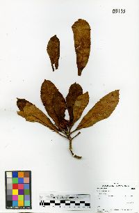 Broussaisia arguta image