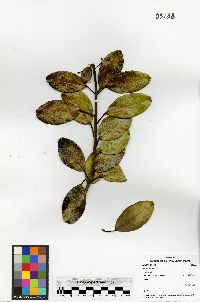 Ilex anomala image