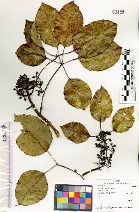 Cheirodendron platyphyllum image