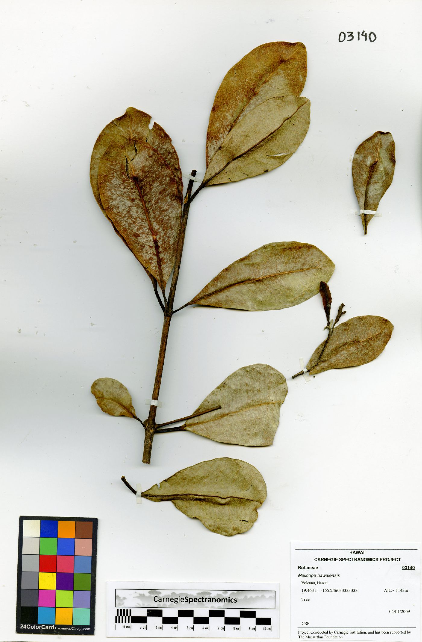 Melicope hawaiensis image