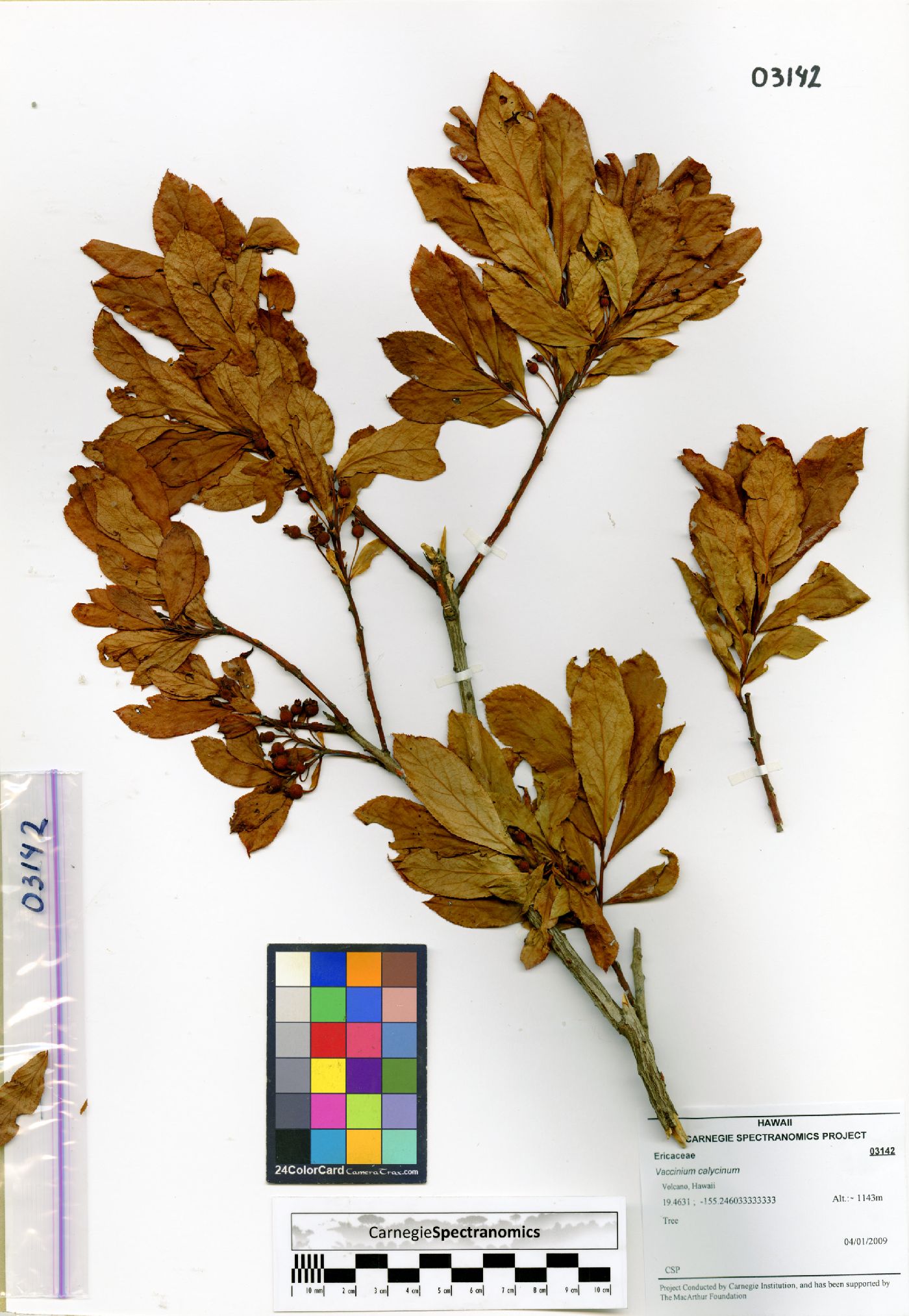 Vaccinium calycinum image