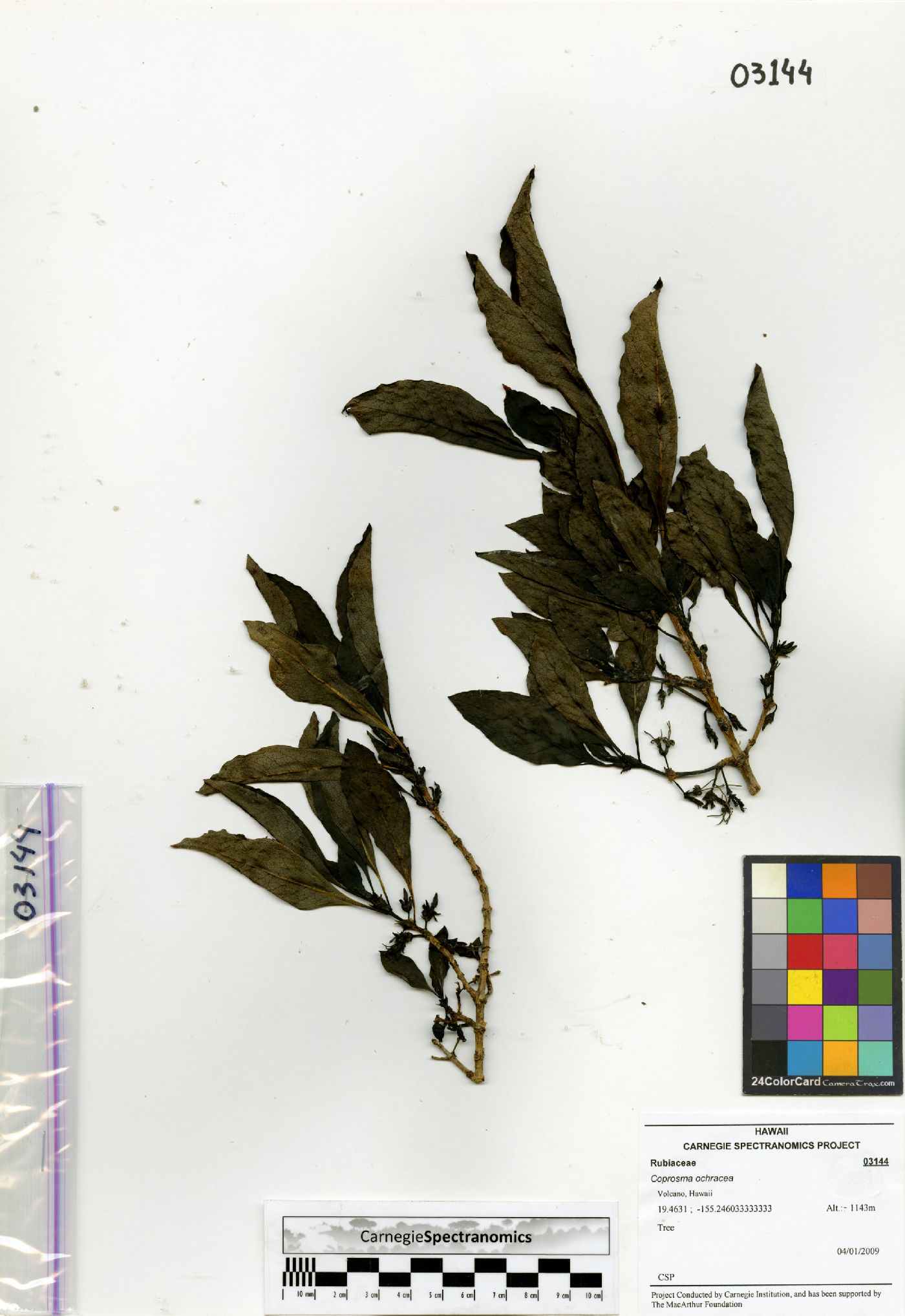 Coprosma ochracea image