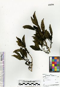 Coprosma ochracea image