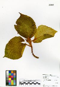 Cyrtandra platyphylla image
