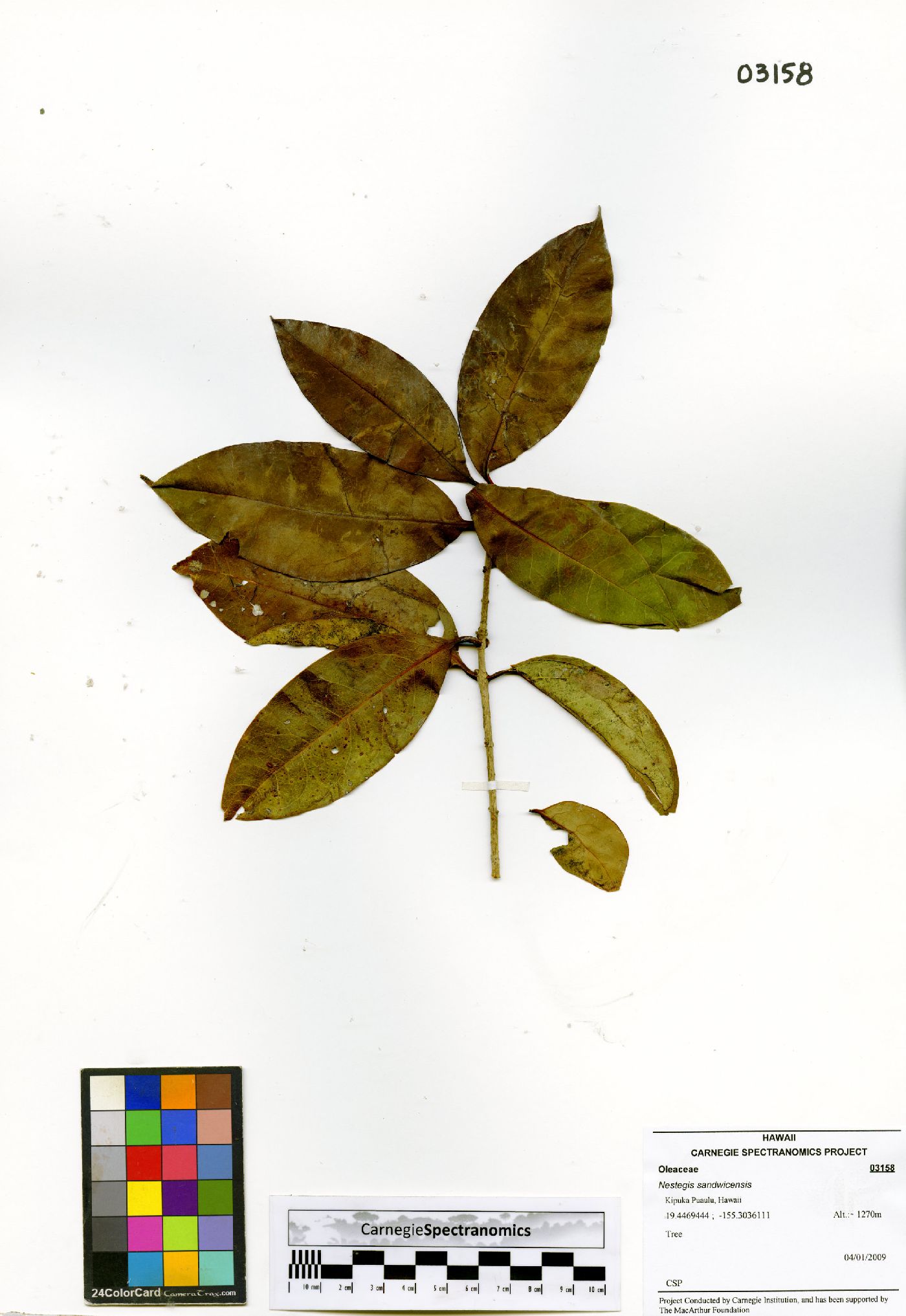 Nestegis sandwicensis image